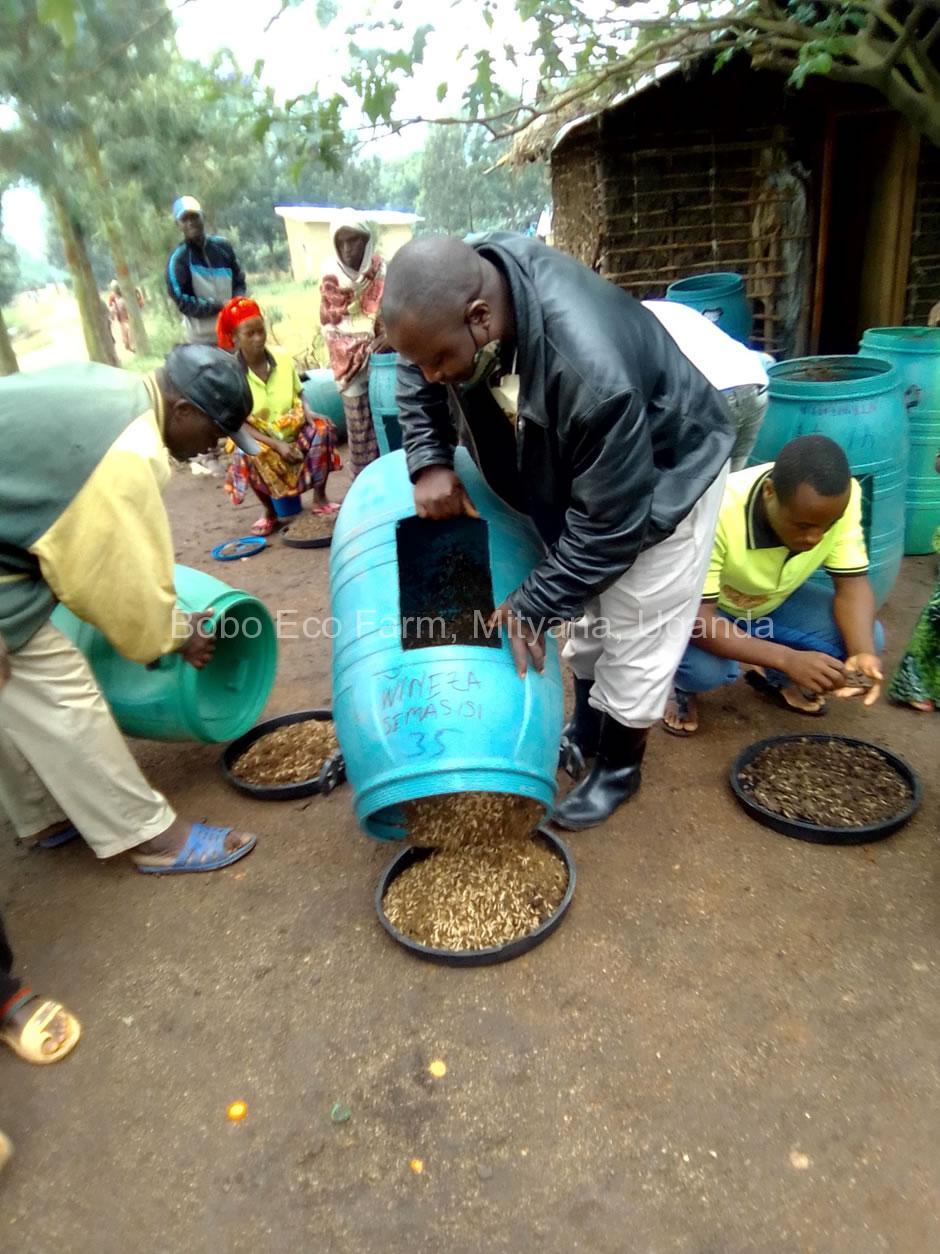 farmers in Kyaka II refugee settlement are harvesting their BSF larvae2