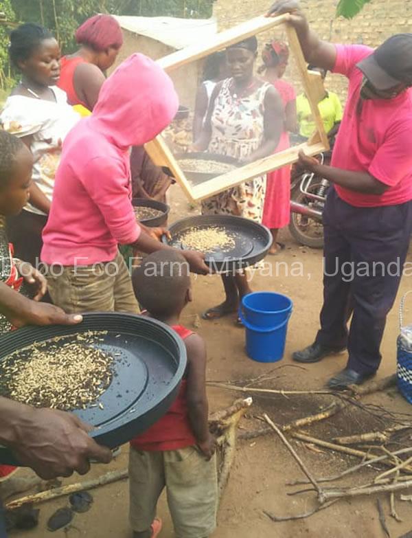 farmers in Kyaka II refugee settlement are harvesting their BSF larvae
